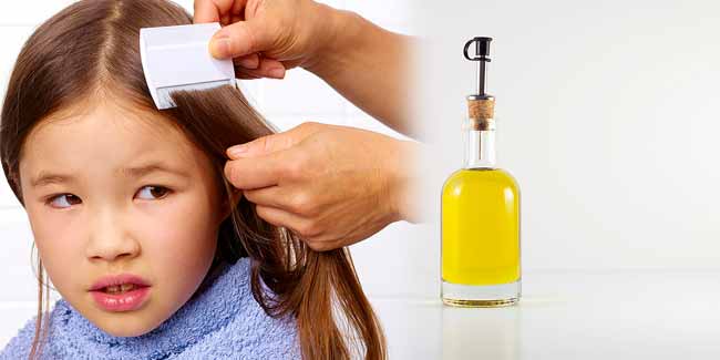 Is olive oil an effective treatment for lice?